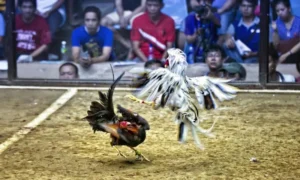 Ba kèo cược chính