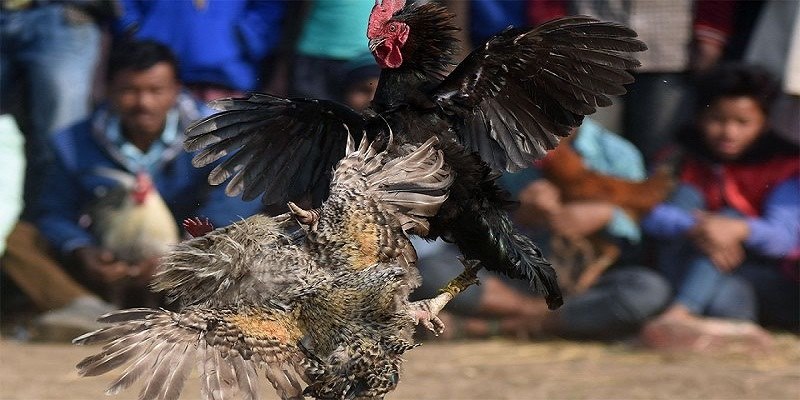 2 Nhung trai nghiem tuyet voi co tai sanh da ga i9bet Những trải nghiệm tuyệt vời có tại sảnh đá gà i9bet